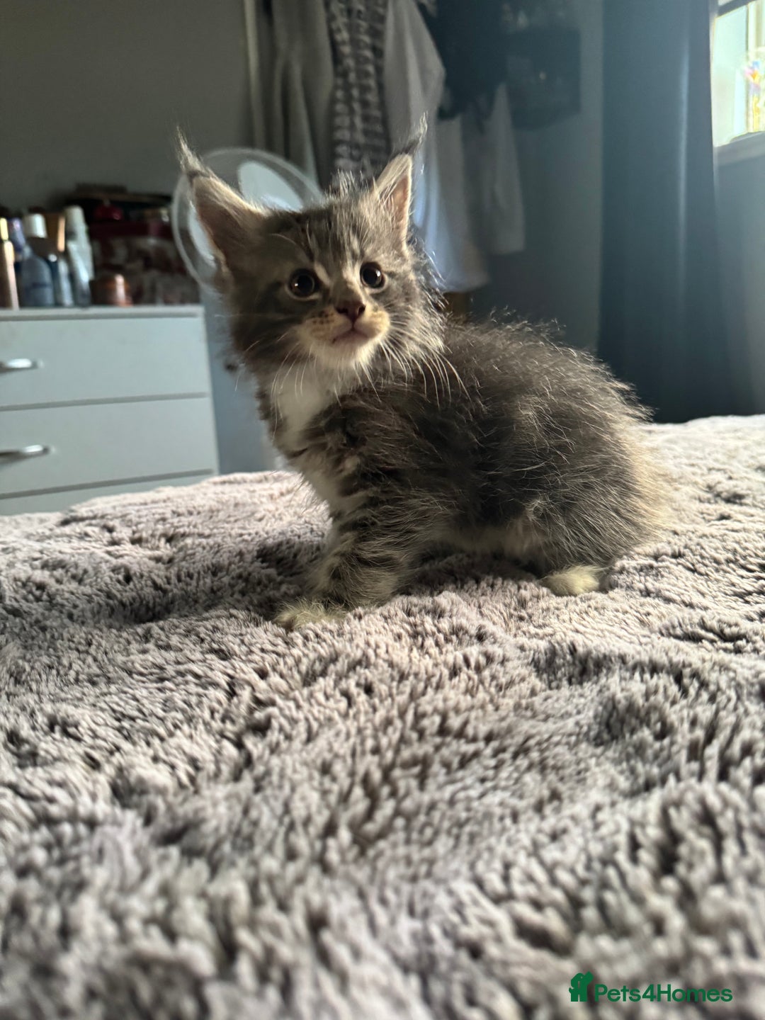 Maine Coon cats for sale: Maine Coon kittens Available!!!! - Image 11