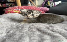 Scottish Fold cats for sale: Scottish kittens - Image 11