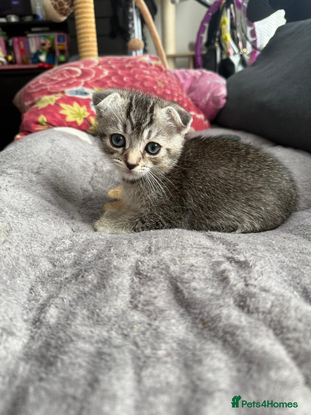 Scottish Fold cats for sale: Scottish kittens - Image 11