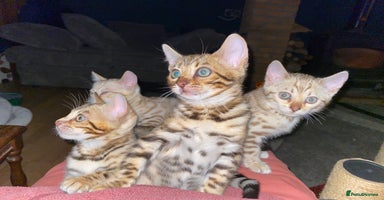 Bengal cats - Advert 10