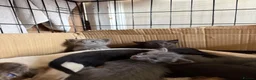Mixed Breed cats for sale: Half Siamese beautiful kittens  - Advert 13