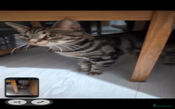 Mixed Breed cats for sale: Tabby cross Begal kitten (9 months) - Image 3