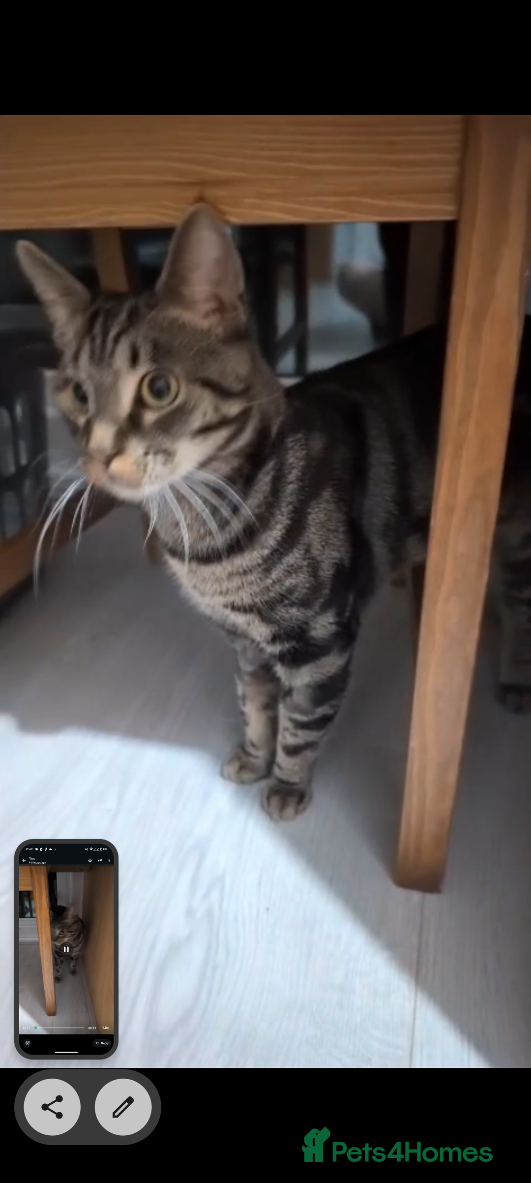 Mixed Breed cats for sale: Tabby cross Begal kitten (9 months) - Image 3