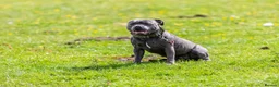 Staffordshire Bull Terrier dogs for stud: Bear/blue Staffordshire bull terrier - Advert 9