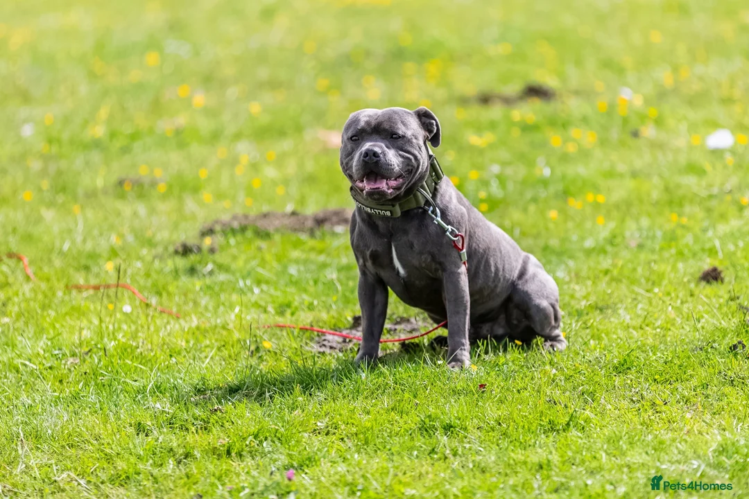 Staffordshire Bull Terrier dogs for stud: Bear/blue Staffordshire bull terrier - Advert 9