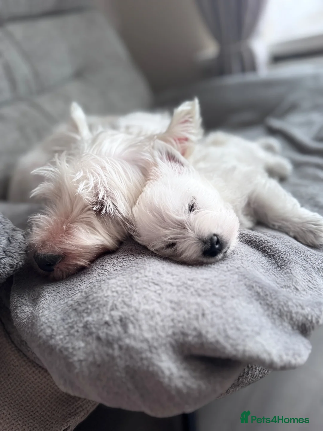 West Highland Terrier dogs for sale: ⭐️⭐️Piper Westie 🐩looking for new 🏡⭐️⭐️ in Bradford - Advert 1