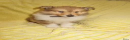 Rough Collie dogs for sale: Rough collie puppy for rehome  in Aldershot - Advert 3