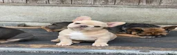 French Bulldog dogs for sale: Quality French Bulldog Puppies  - Advert 11