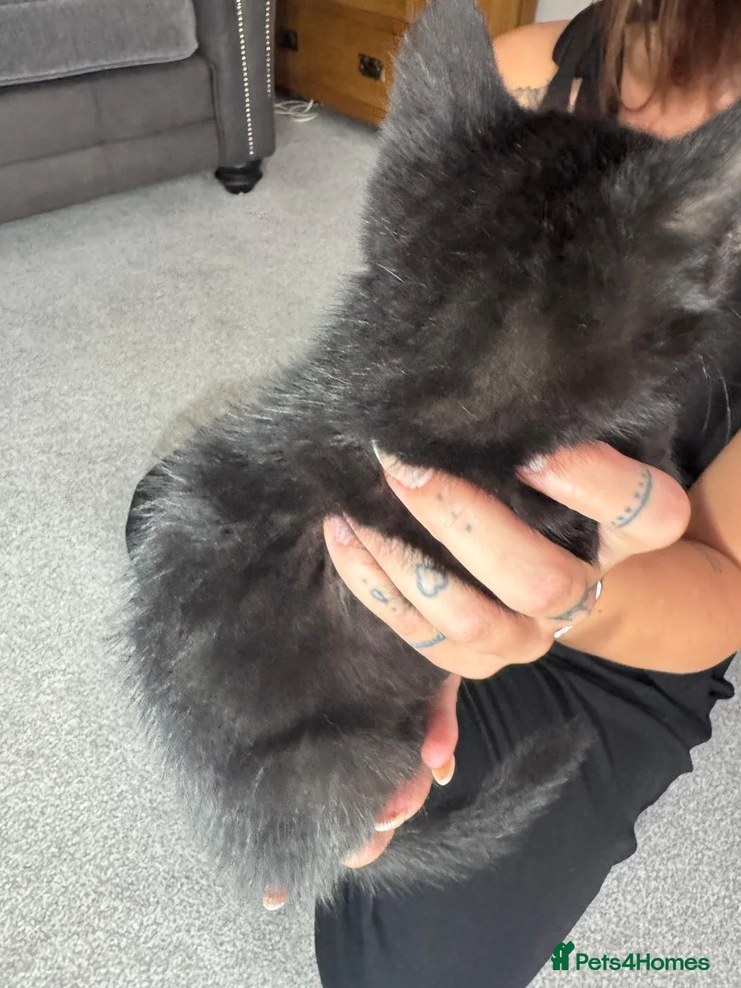 Mixed Breed cats for sale: Cat Kittens looking for forever homes  in Telford - Advert 1