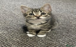European cats for sale: Adorable kittens for sale  - Image 8