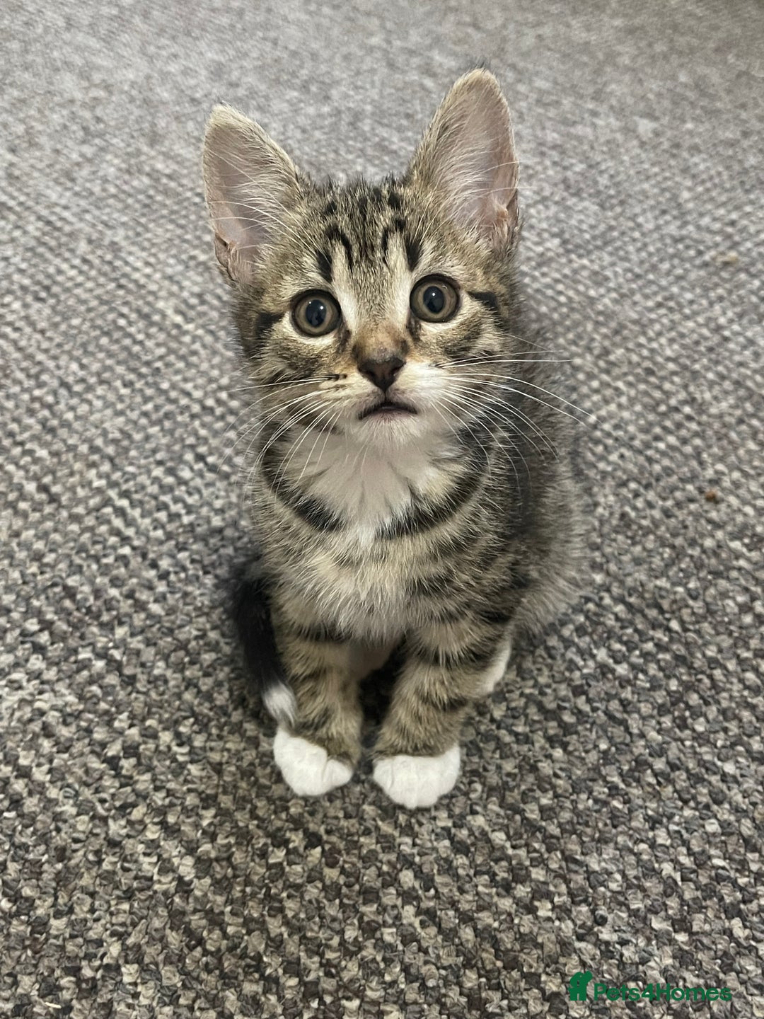 European cats for sale: Adorable kittens for sale  - Image 8