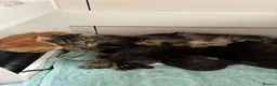 Mixed Breed cats for sale: 3 beautiful kittens for sale  - Advert 9