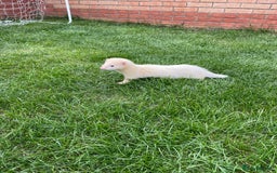 Ferret rodents for sale: Gorgeous baby ferret hob - Image 5