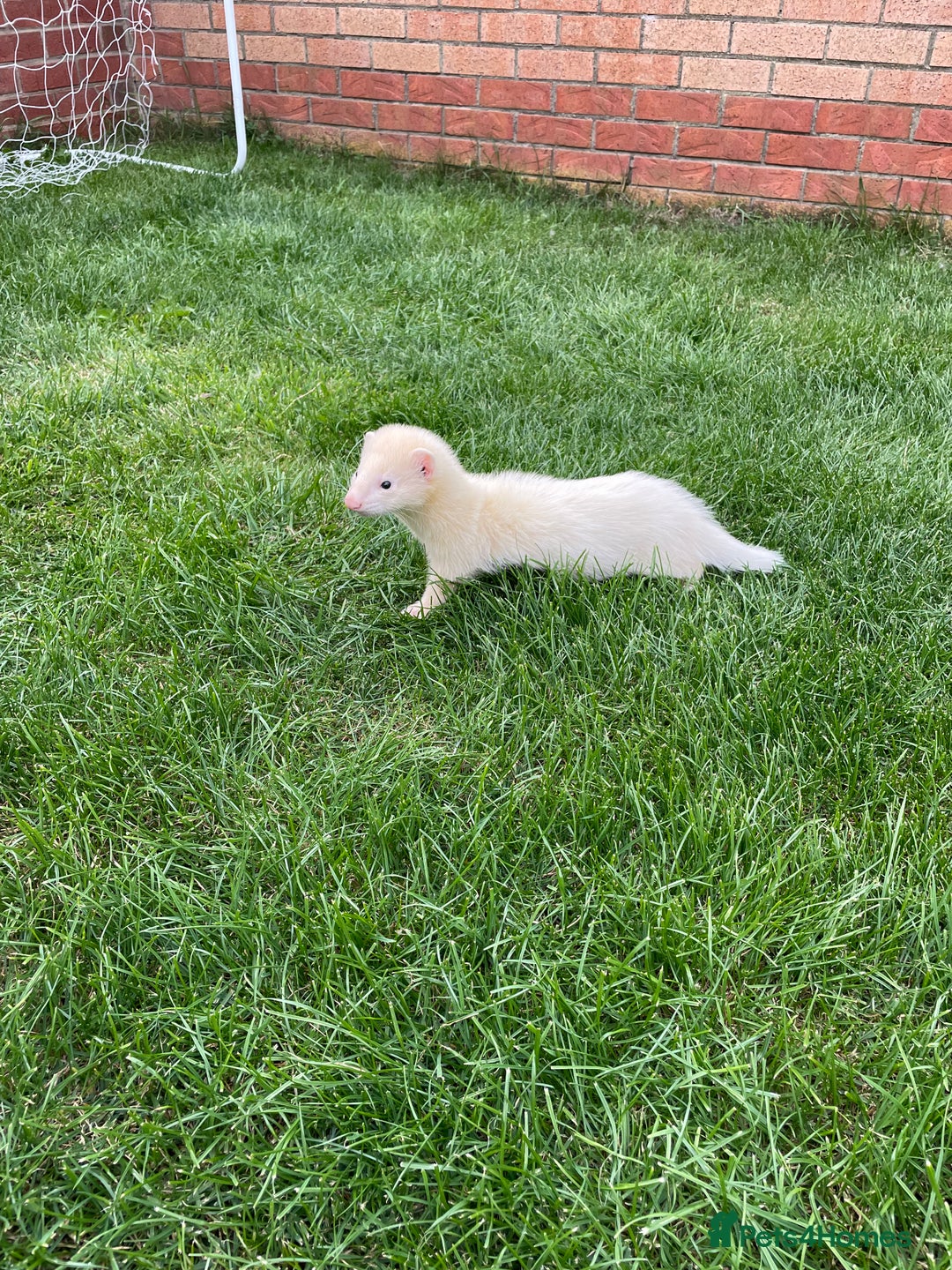 Ferret rodents for sale: Gorgeous baby ferret hob - Image 5
