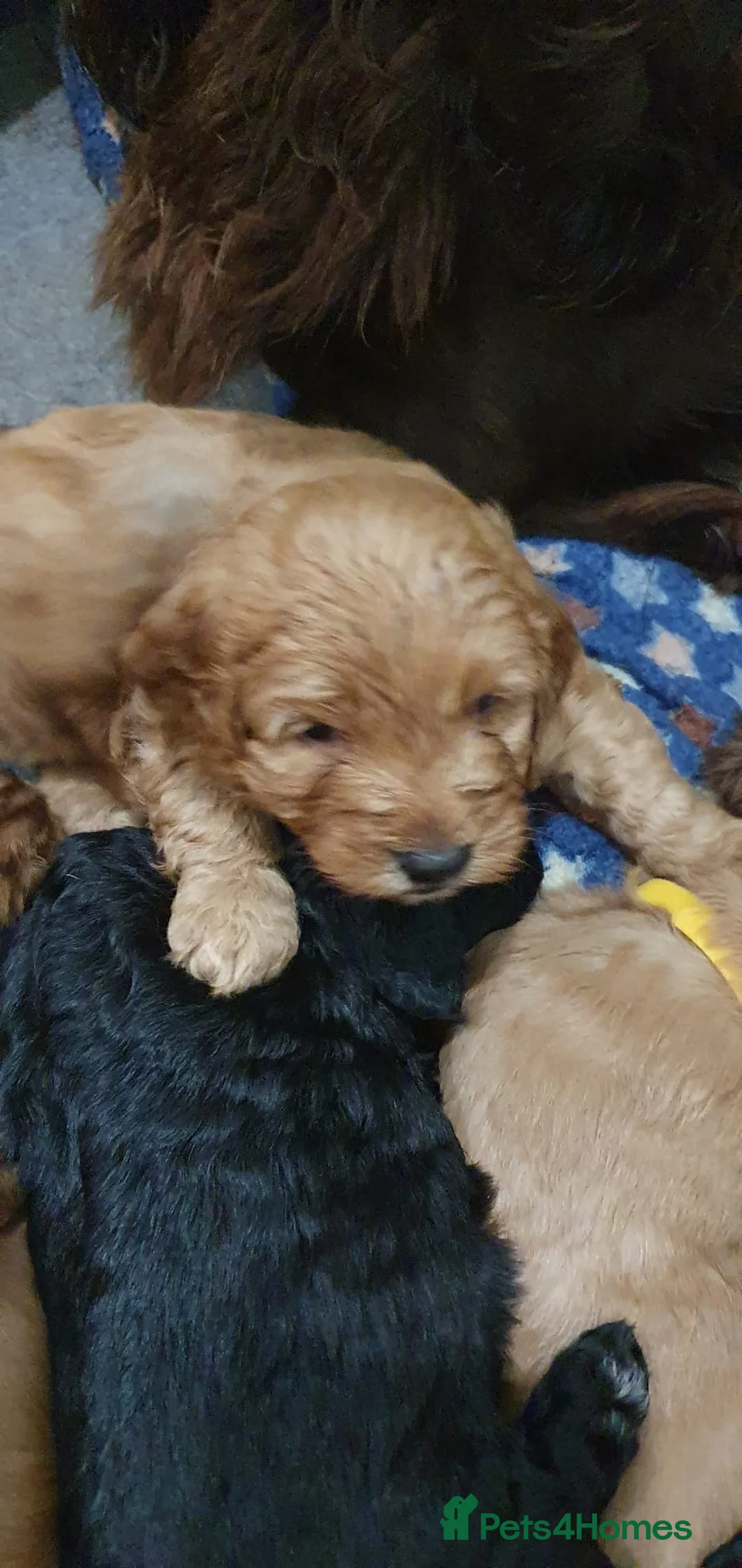 Cockapoo dogs for sale: Stunning cockapoos - Advert 22