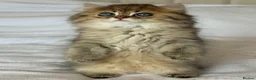Persian cats for sale: GCCF Registered Persian Kittens Available - Advert 8