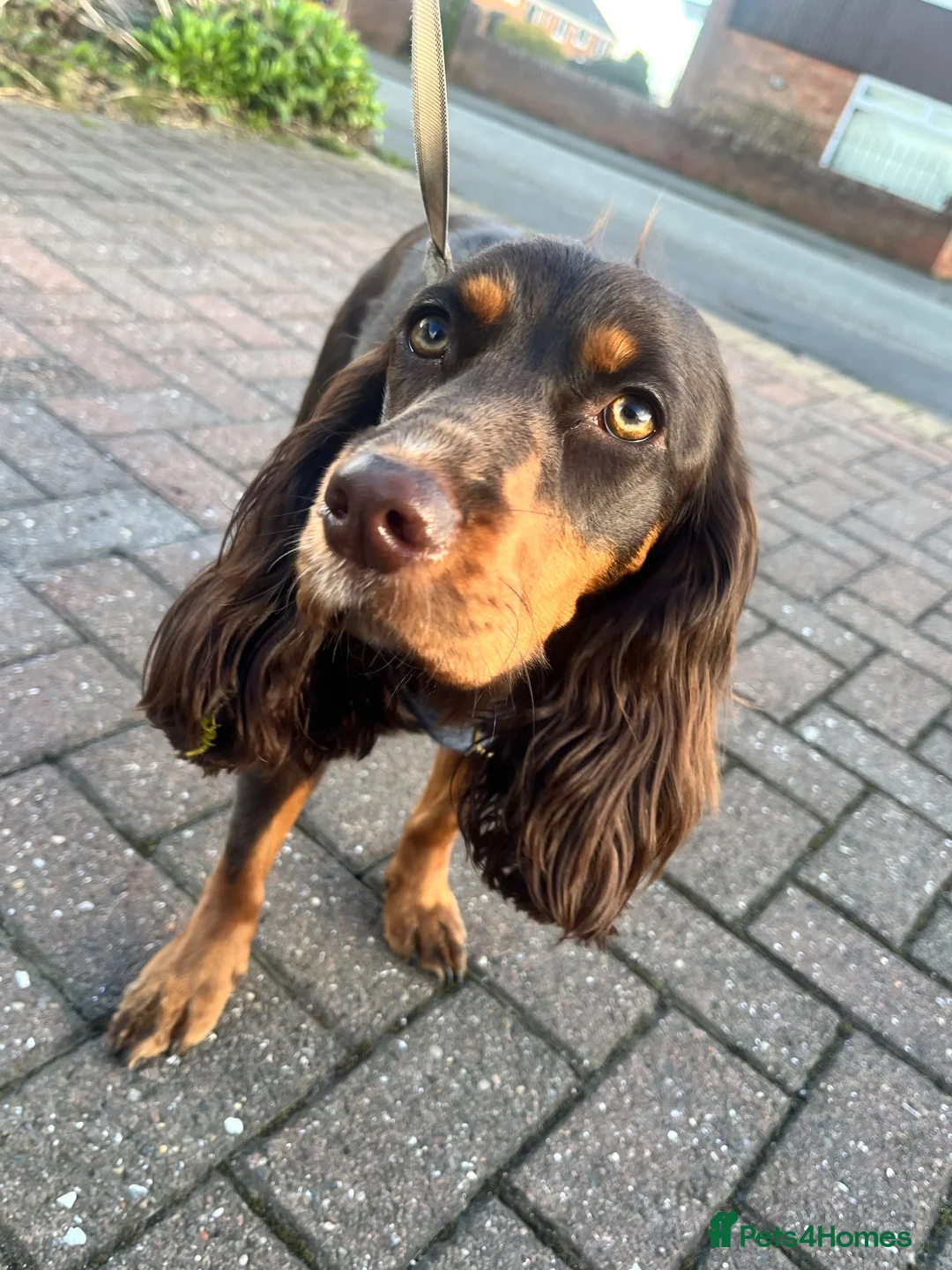 Cocker Spaniel dogs for sale: cocker spaniel for rehome in Ferryhill - Advert 10