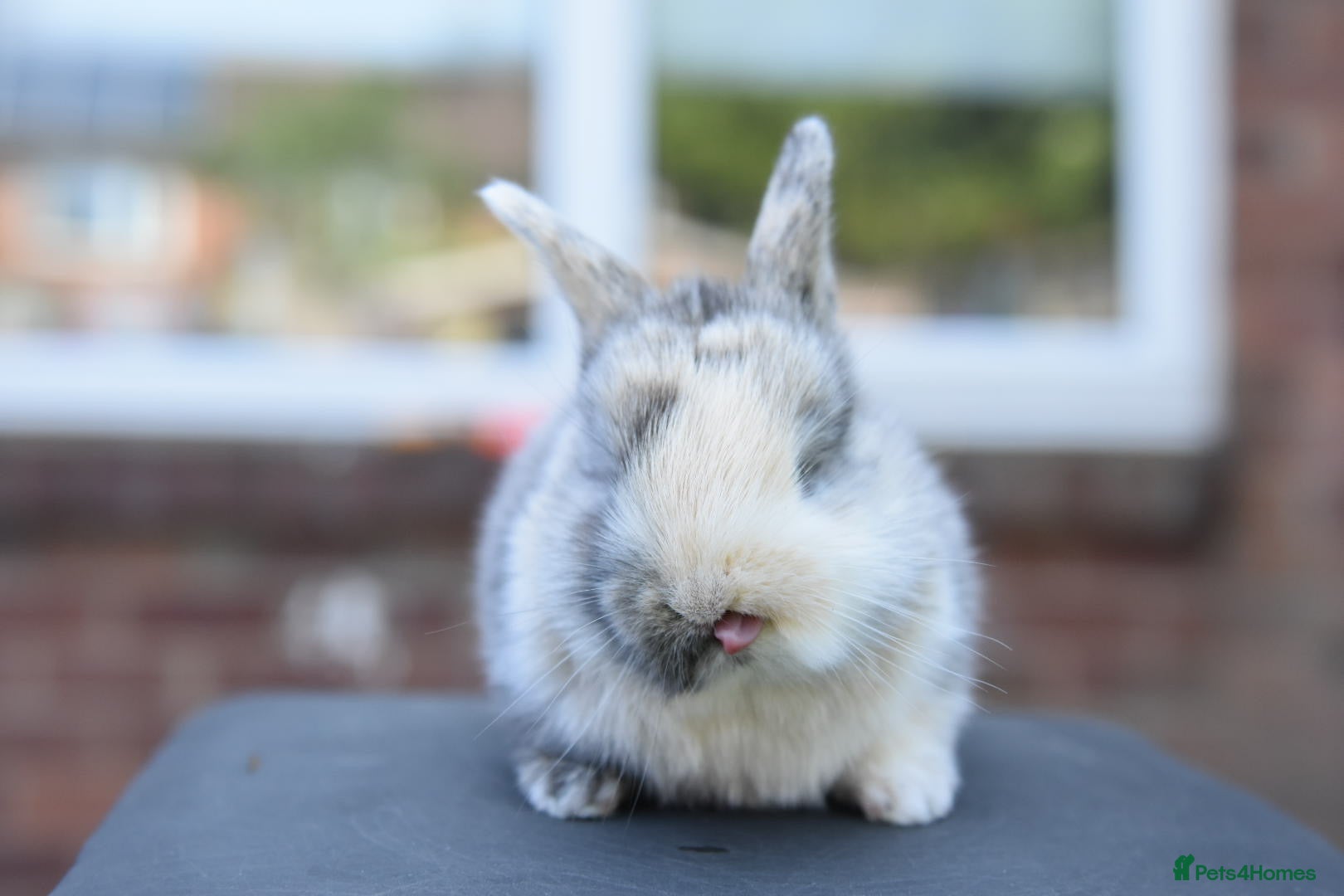 Lionhead rabbits for sale: Baby Lionhead x Lops Looking For New Home - Advert 16