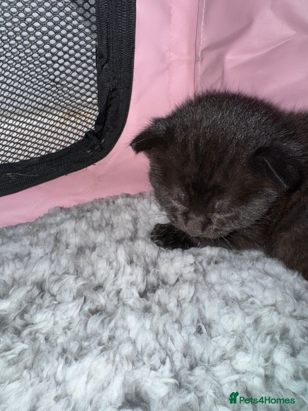 Mixed Breed cats for sale: Beautiful half Maine coon kittens  - Advert 6