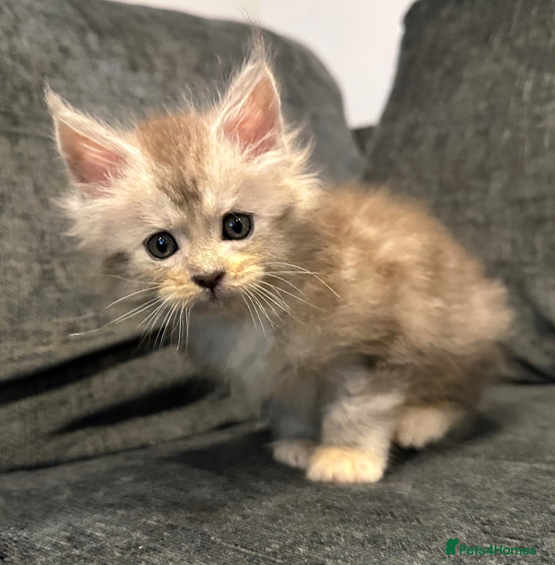 Maine Coon cats for sale: Gorgeous Registered Maine Coon Kittens  - Image 3