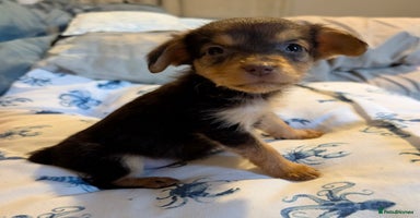 Mixed Breed dogs - Advert 7
