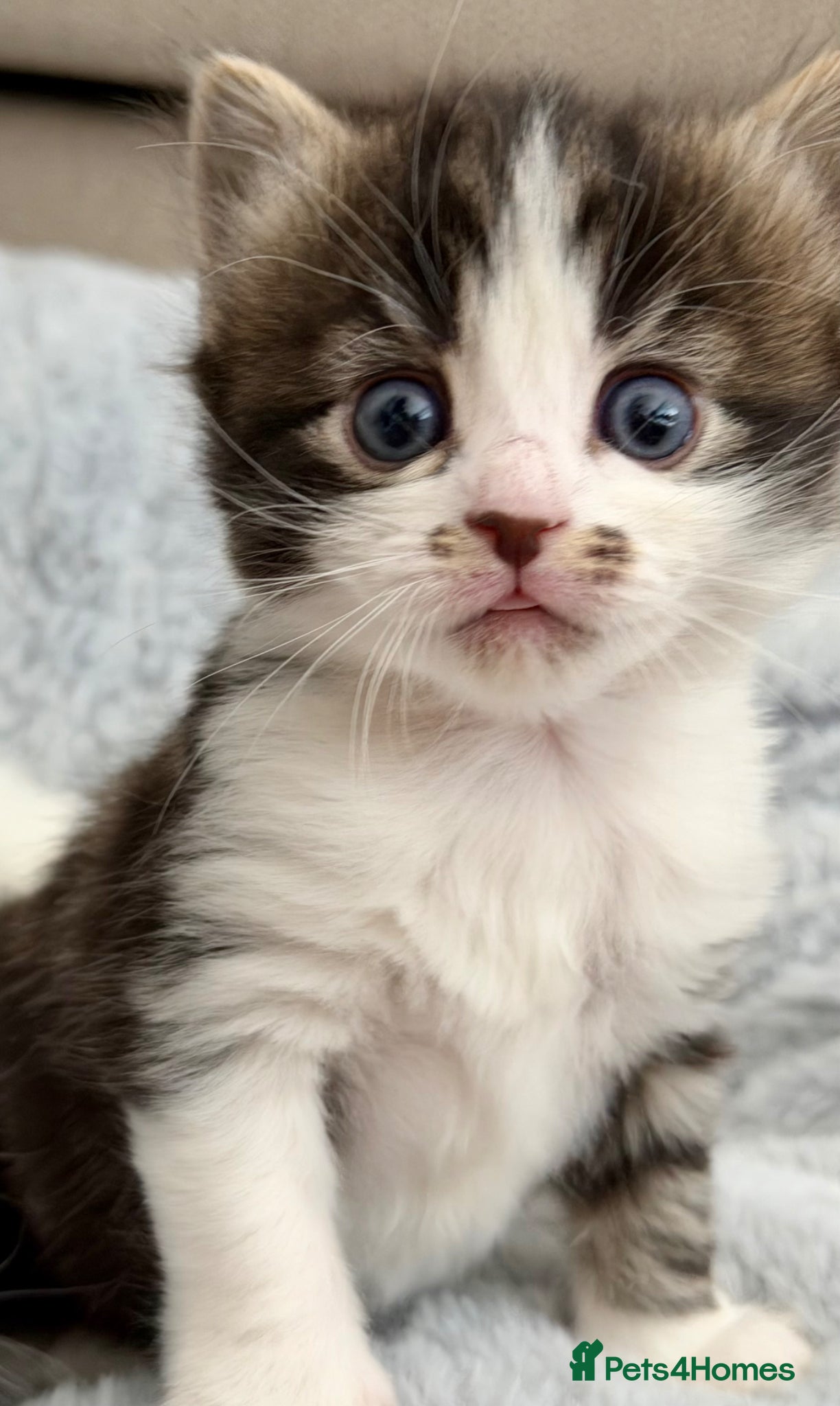 Mixed Breed cats for sale: Gorgeous, lovely Tabby kittens looking for home💕 - Advert 27