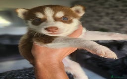 Siberian Husky dogs for sale: Gorgeous Litter of Husky Puppies - Image 8