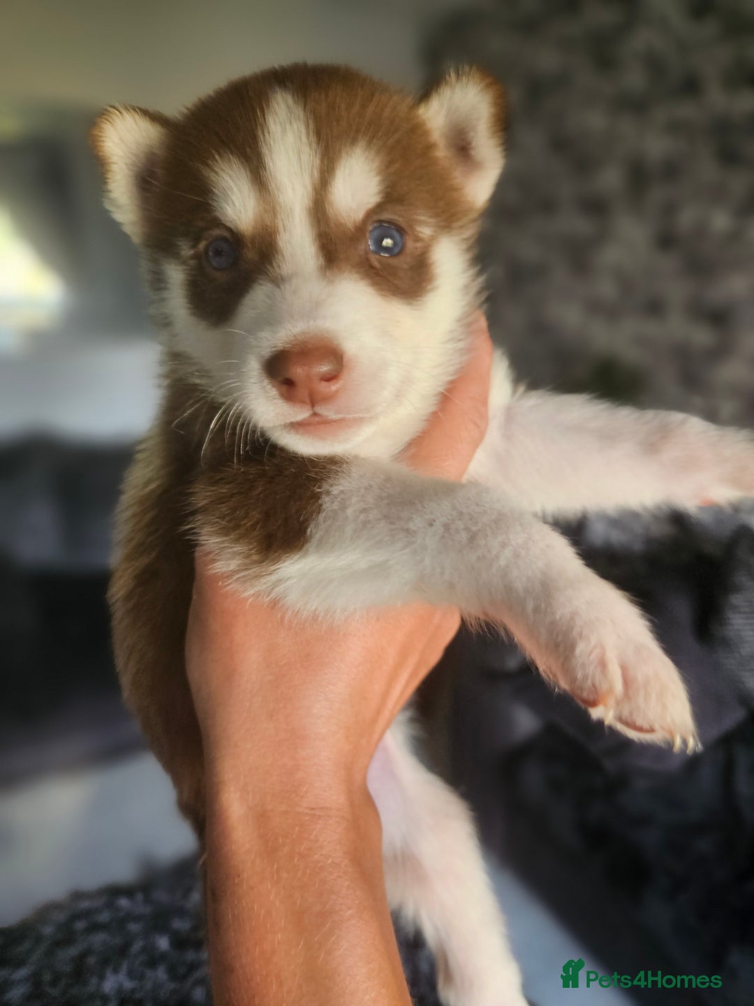 Siberian Husky dogs for sale: Gorgeous Litter of Husky Puppies - Image 8