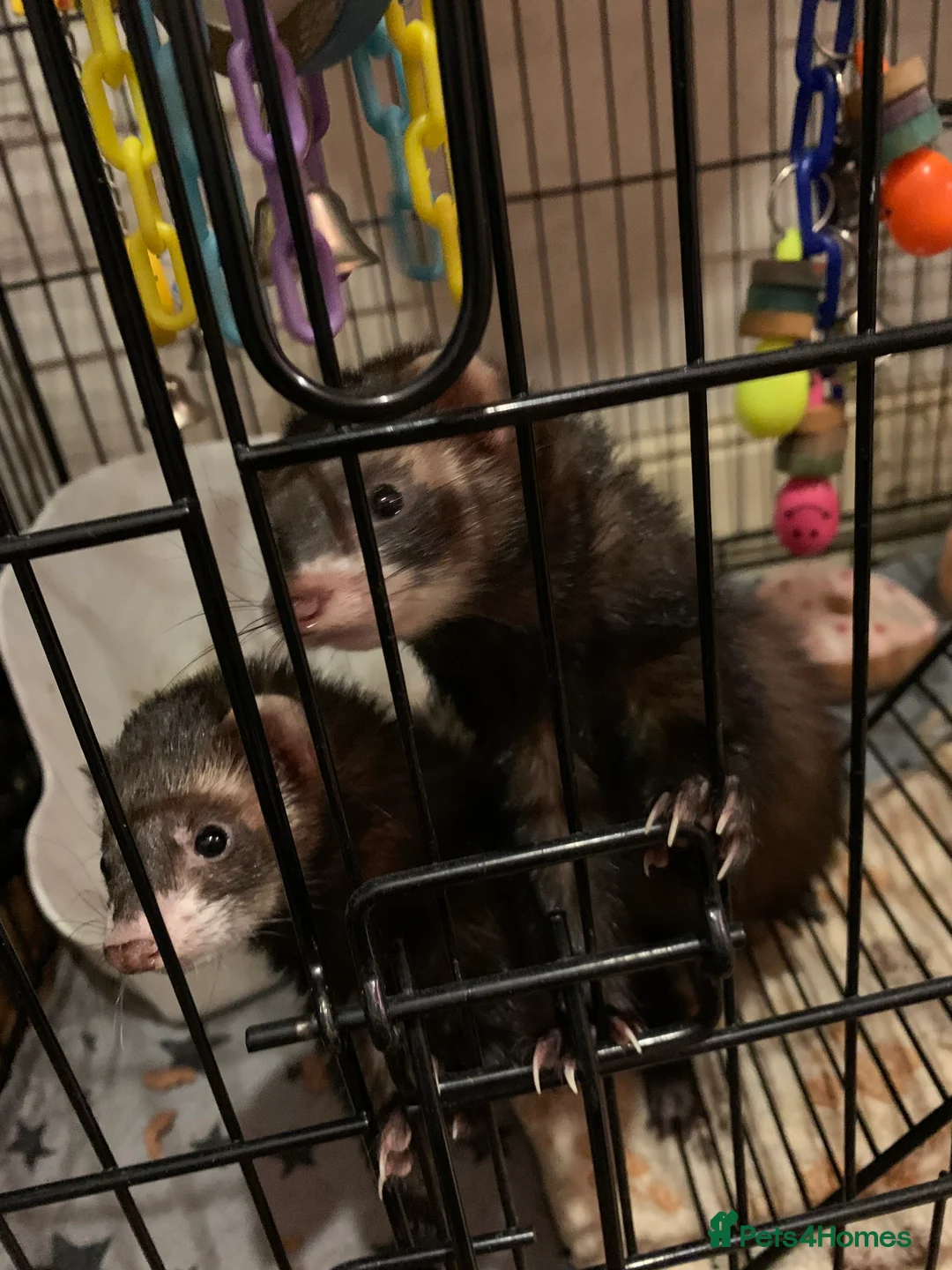 Ferret rodents for sale: 2 female ferrets Narla and Moon for rehoming  - Advert 2