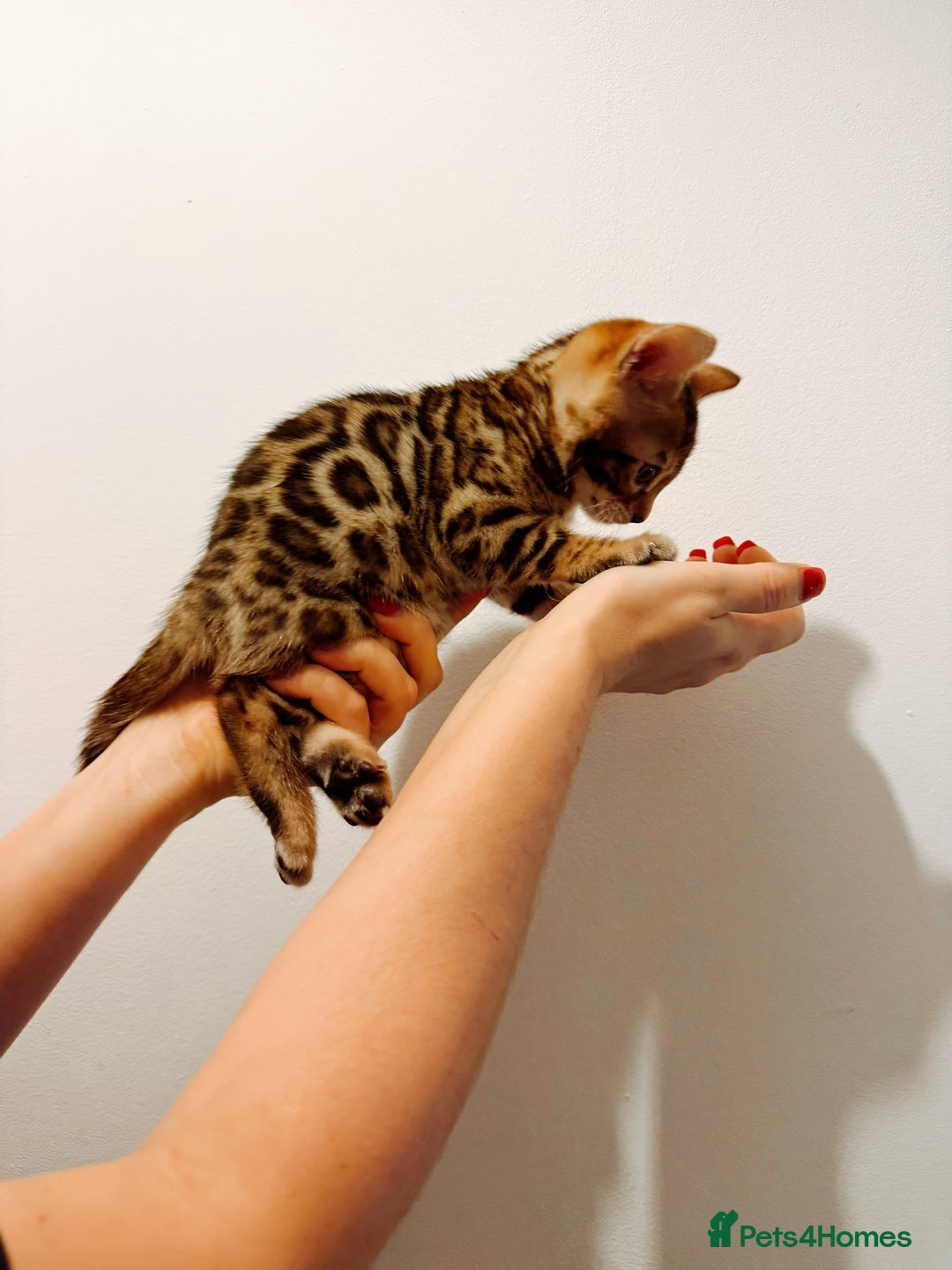 Bengal cats for sale: Bengal kittens  - Image 7