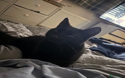 Domestic Shorthair cats for sale: Rehoming Sparkles Cat  - Image 1