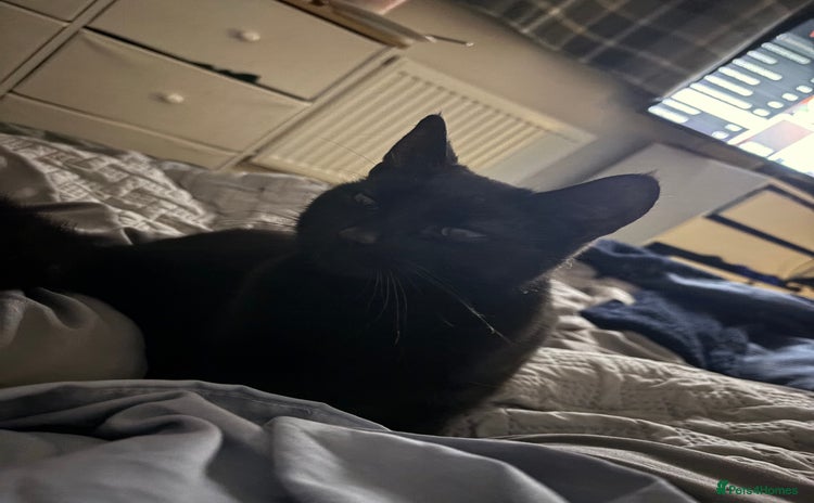 Domestic Shorthair cats - Advert 1