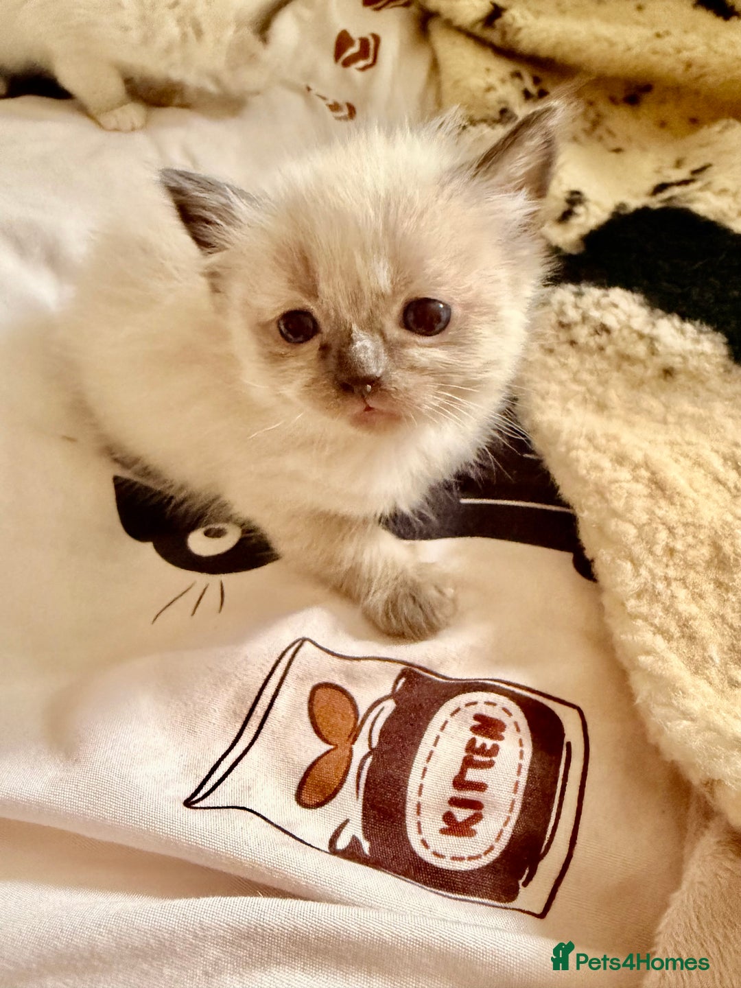 Ragdoll cats for sale: Beautiful Dolls  - Advert 18