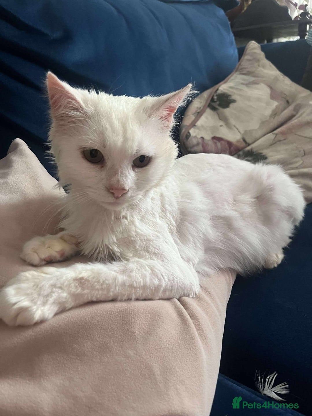 Mixed Breed cats for adoption: 🍀Monty🍀 for adoption, fostered in FLEET - Image 2