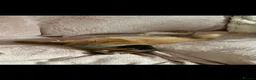 Pomchi dogs for sale: Pomchi Penny  - Advert 4