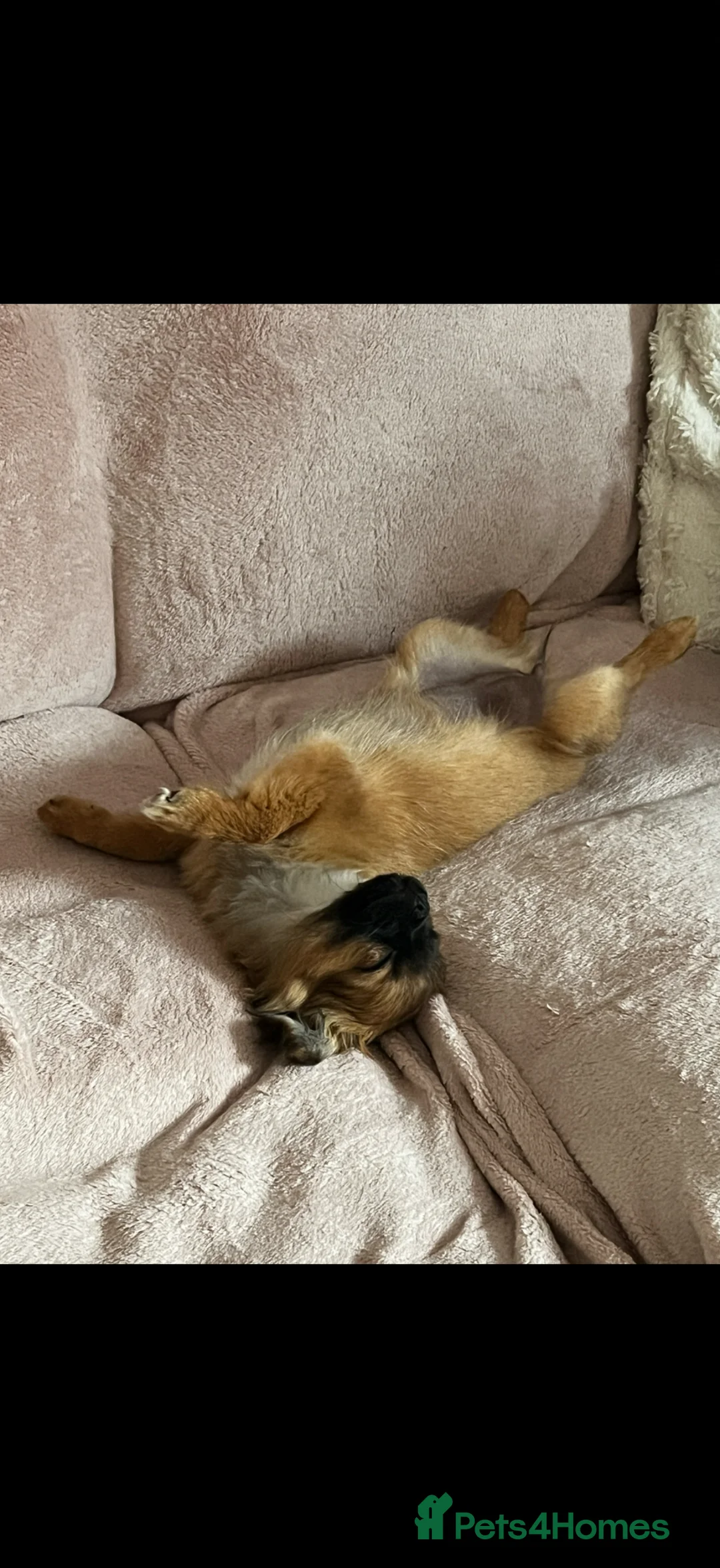 Pomchi dogs for sale: Pomchi Penny  - Advert 4