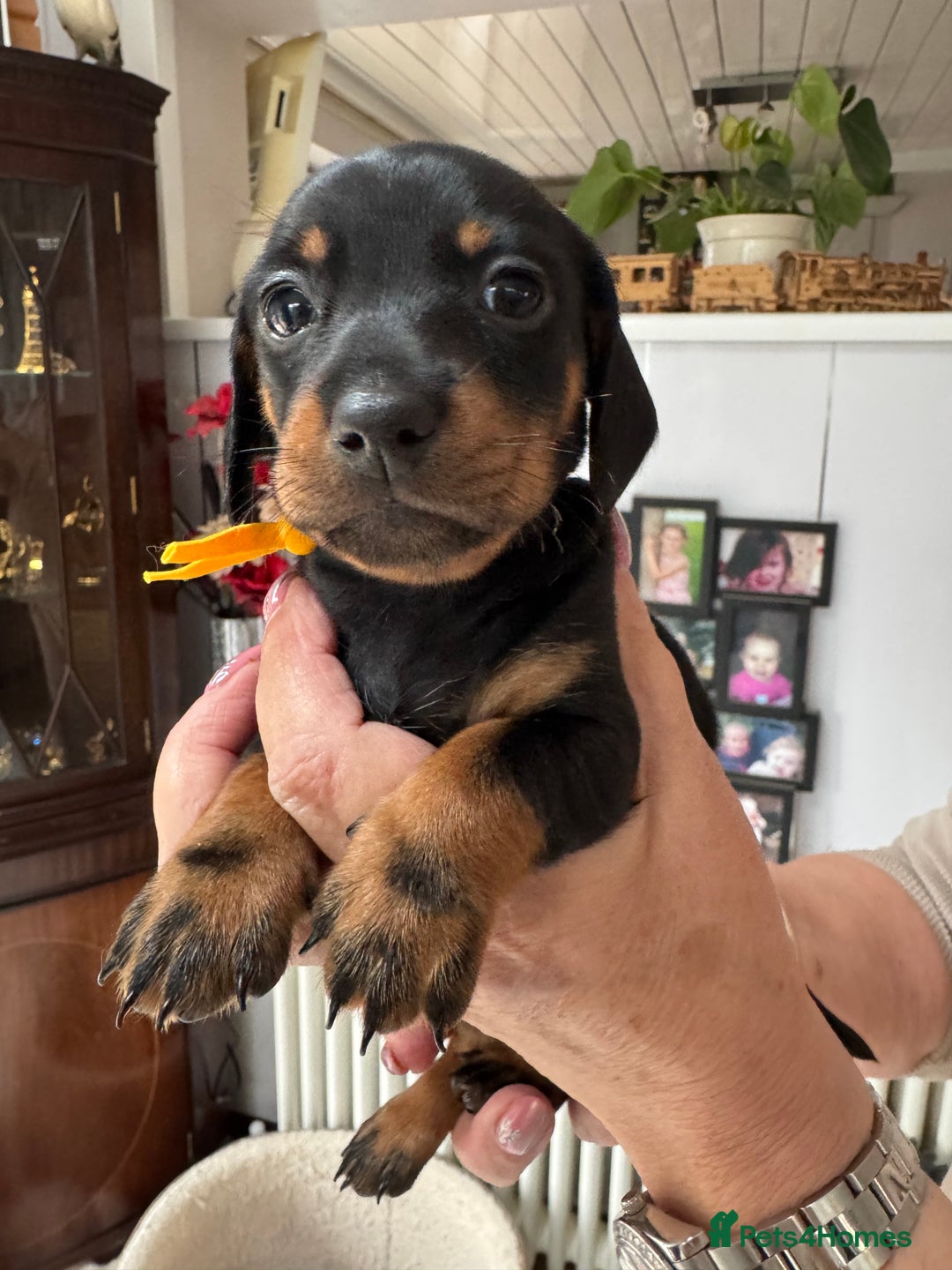 Miniature Dachshund dogs for sale: Miniature dachshund puppies - Image 19