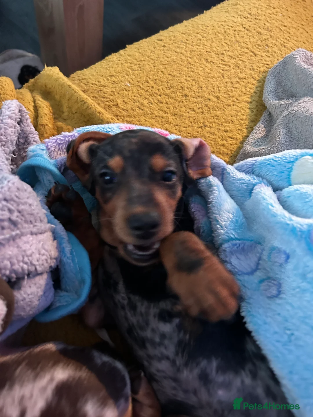 Miniature Dachshund dogs for sale: 2 stunning miniature dachshunds 🔆 - Advert 13