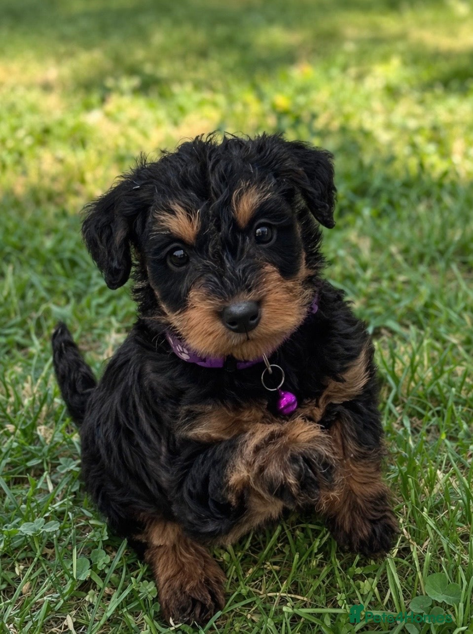 Schnoodle dogs F1 SCHNOODLE PUPPIES - Advert 5