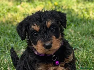 Schnoodle dogs F1 SCHNOODLE PUPPIES - Advert 5