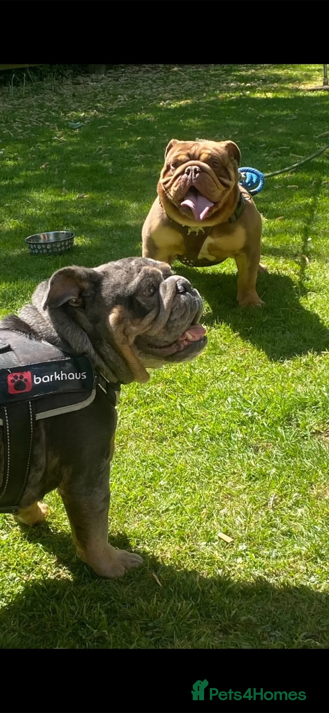 English Bulldog dogs for sale: English Bulldog Litter. Amazing Blood line🧬 in Solihull - Advert 2
