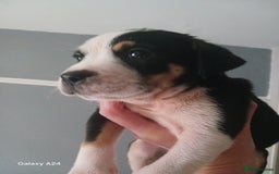Mixed Breed dogs for sale: Adorable puppies for sale  - Image 4