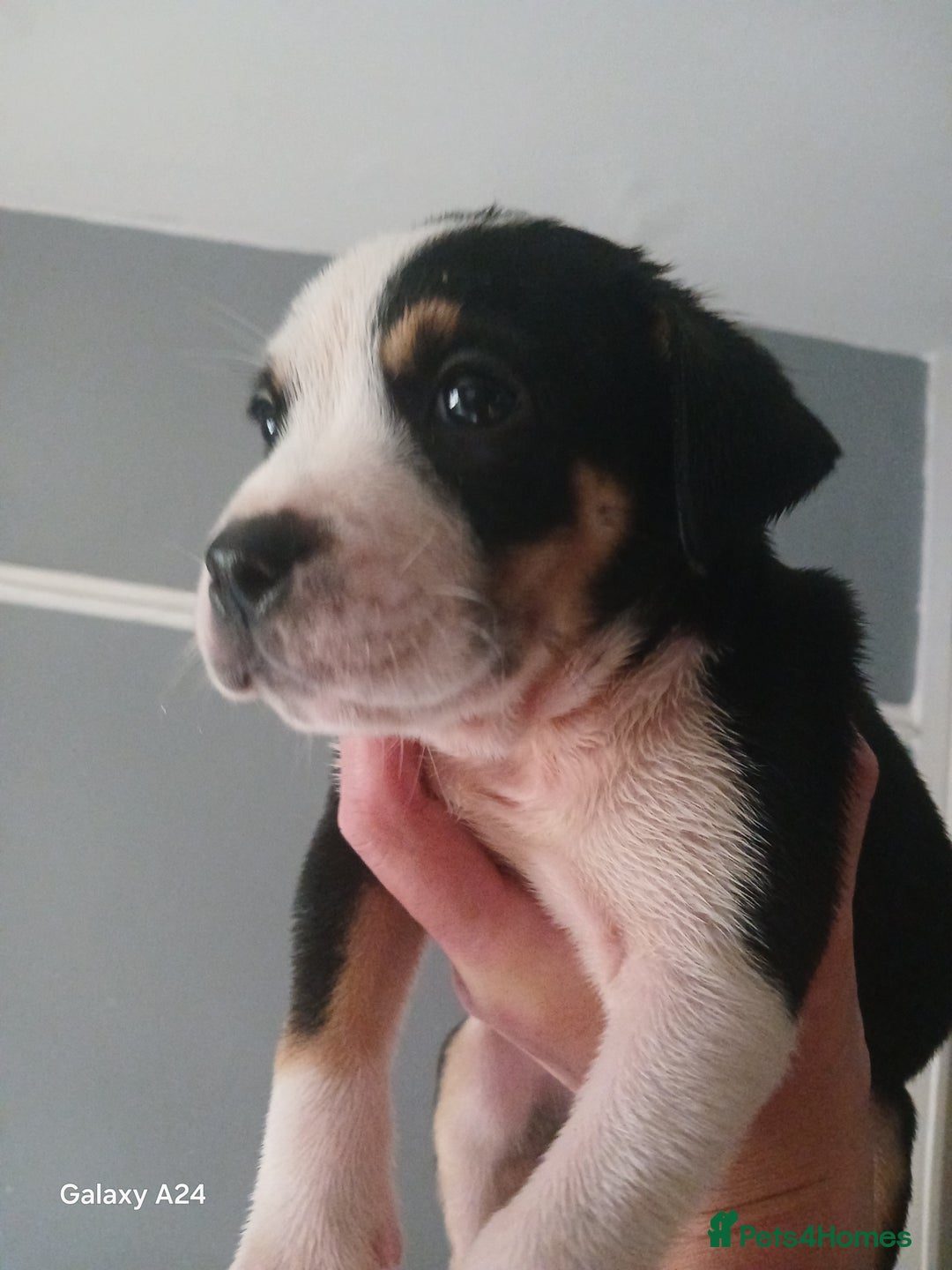 Mixed Breed dogs for sale: Adorable puppies for sale  - Image 4