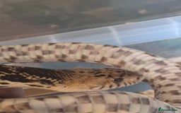 Snake reptiles for sale: Bullsnake for sale - Image 6