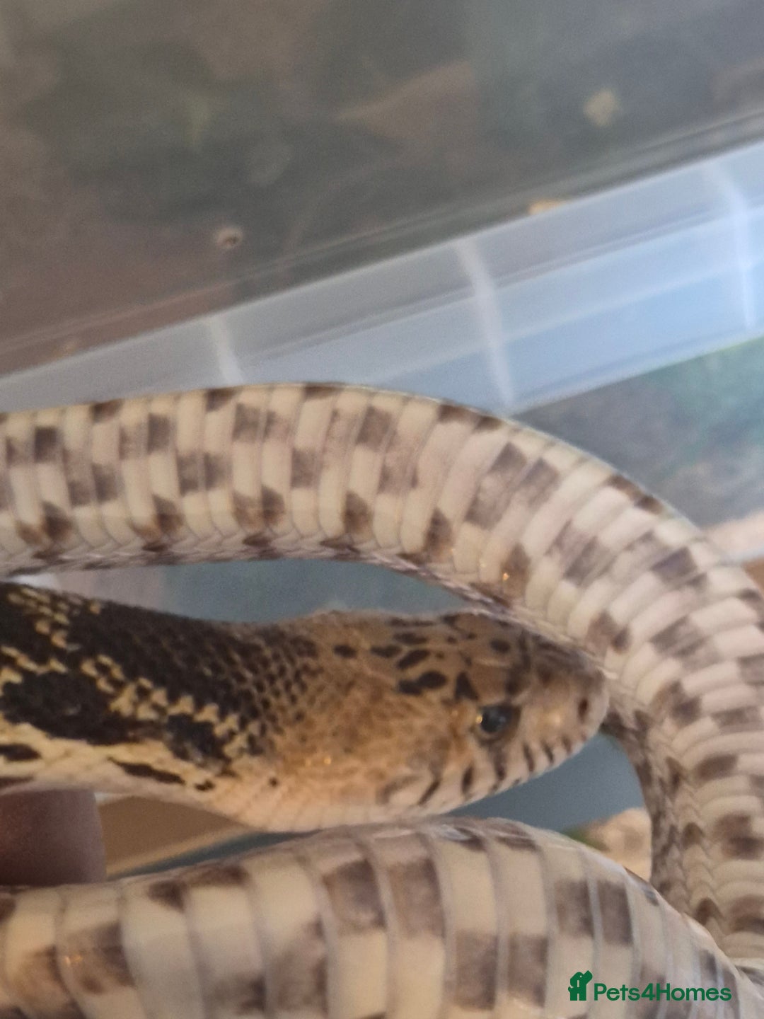 Snake reptiles for sale: Bullsnake for sale - Image 6