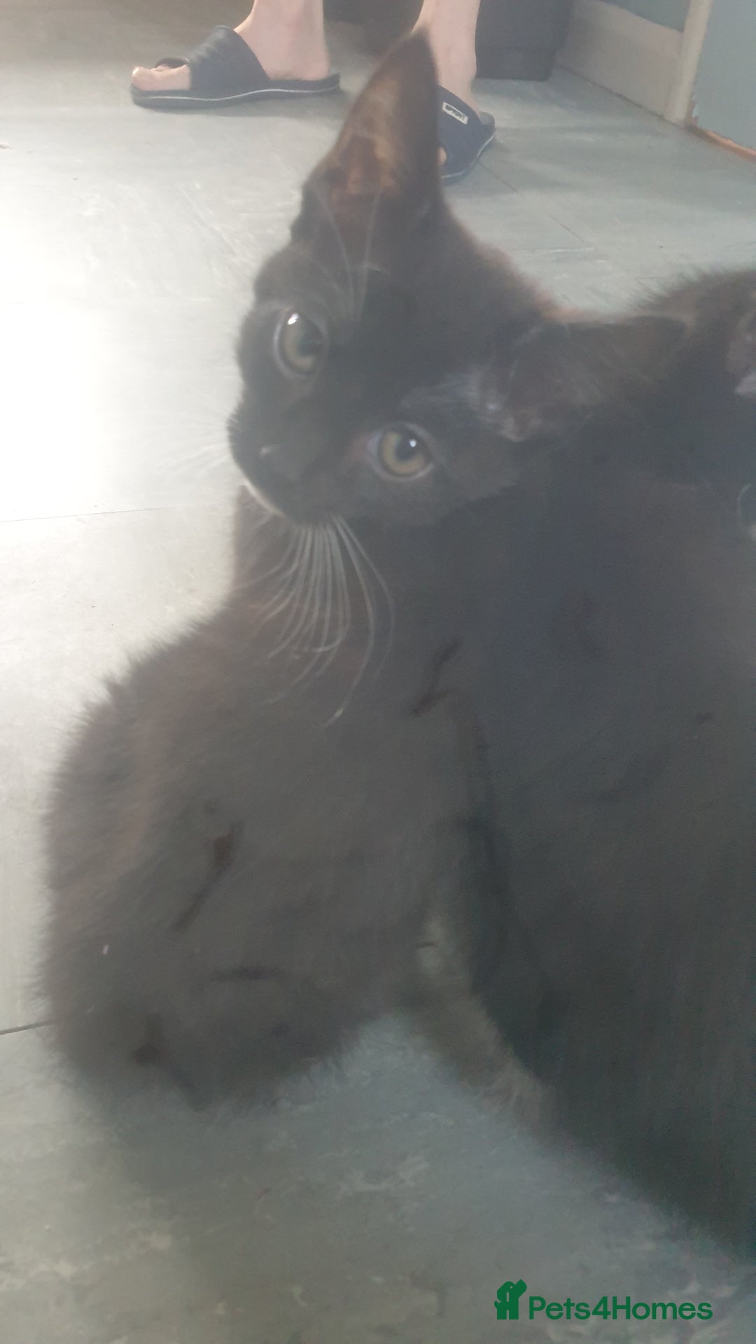 Domestic Shorthair cats for sale: Domestic kittens for sale - Image 4