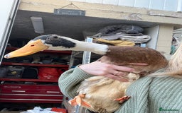 Chickens poultry for sale: Silkies - ducklings - Drakes - Advert 11