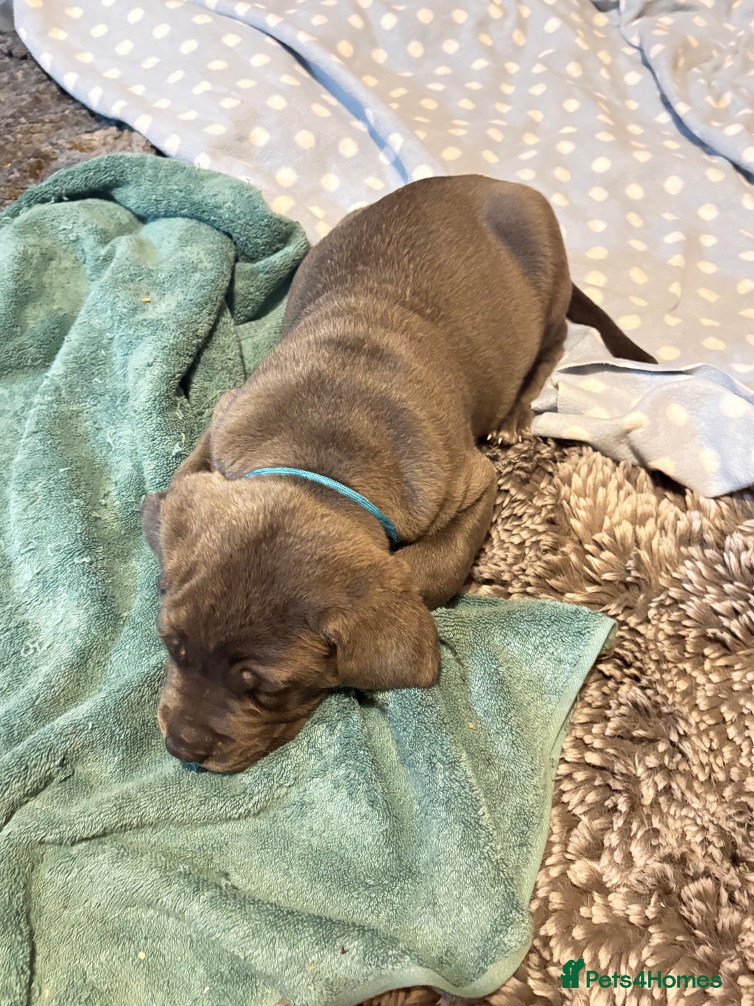 Cane Corso dogs for sale:  Pure breed Cane Corso  Puppies Looking for Homes  - Image 16