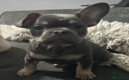 French Bulldog dogs for sale: Frenchie pups for sale  - Image 13
