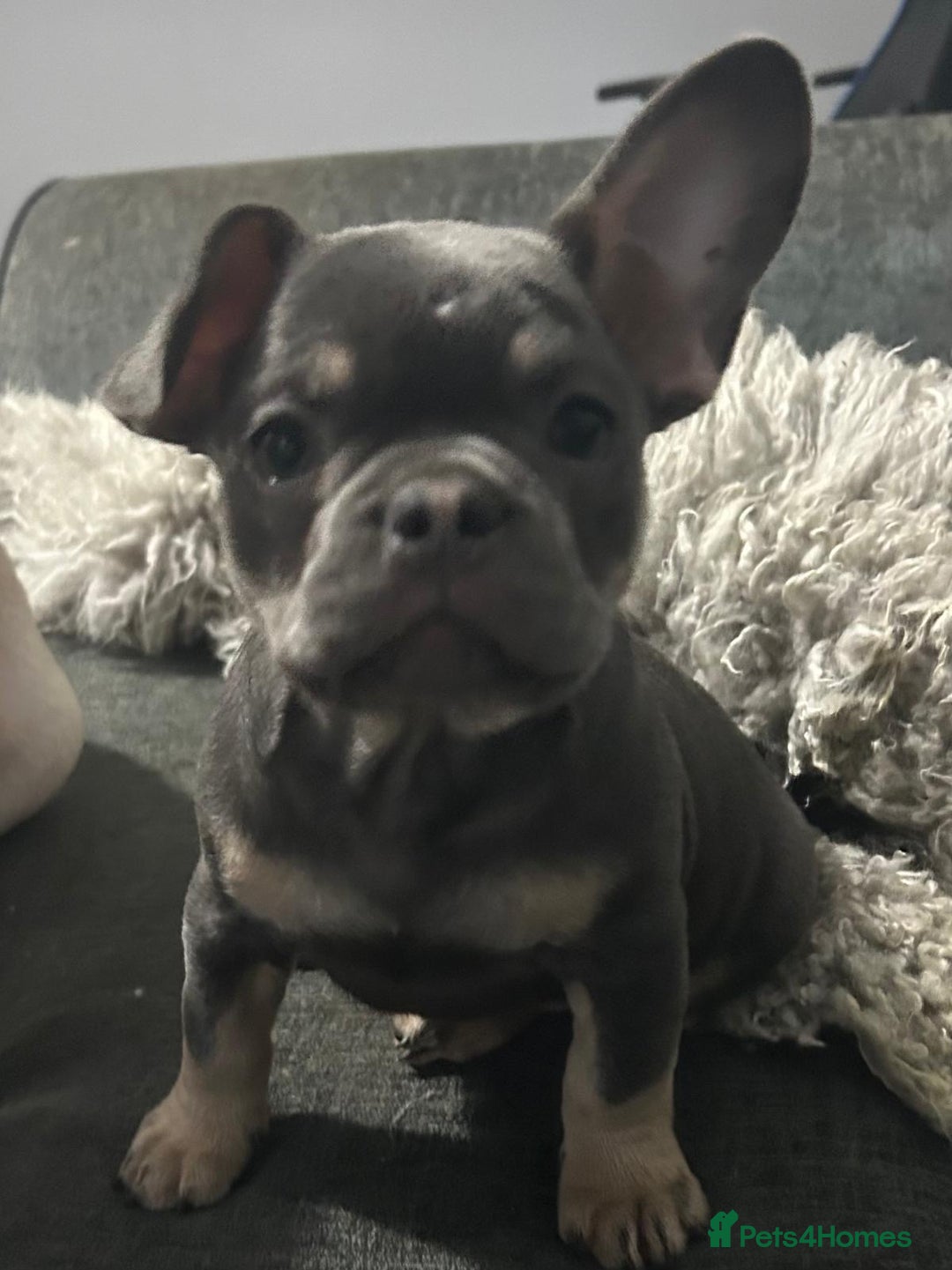 French Bulldog dogs for sale: Frenchie pups for sale  - Image 13